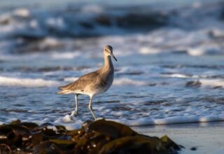 ‘İklim değişikliği’ deniz kuşlarının varlığını tehdit ediyor