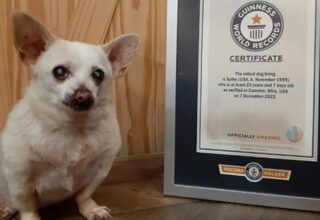 Otoparkta bulundu, yaşayan ‘en yaşlı köpek’ unvanını ele geçirdi