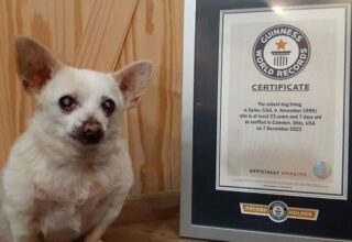 Spike isimli köpek, yaşayan en yaşlı köpek unvanını kazandı