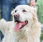 Yavru köpek maması