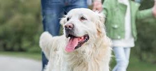 Yavru köpek maması